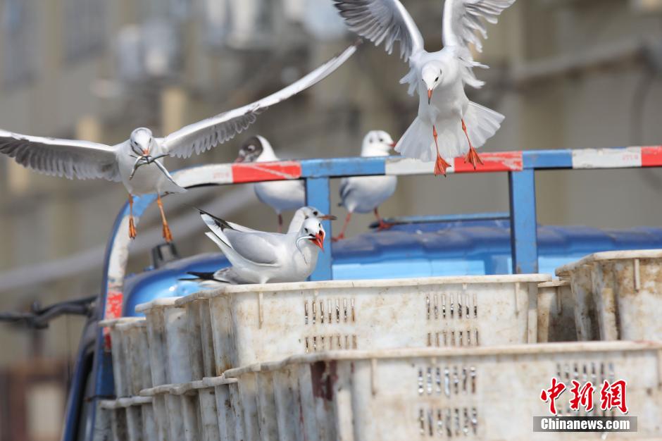 Insolite : le port de Qingdao et ses mouettes voleuses