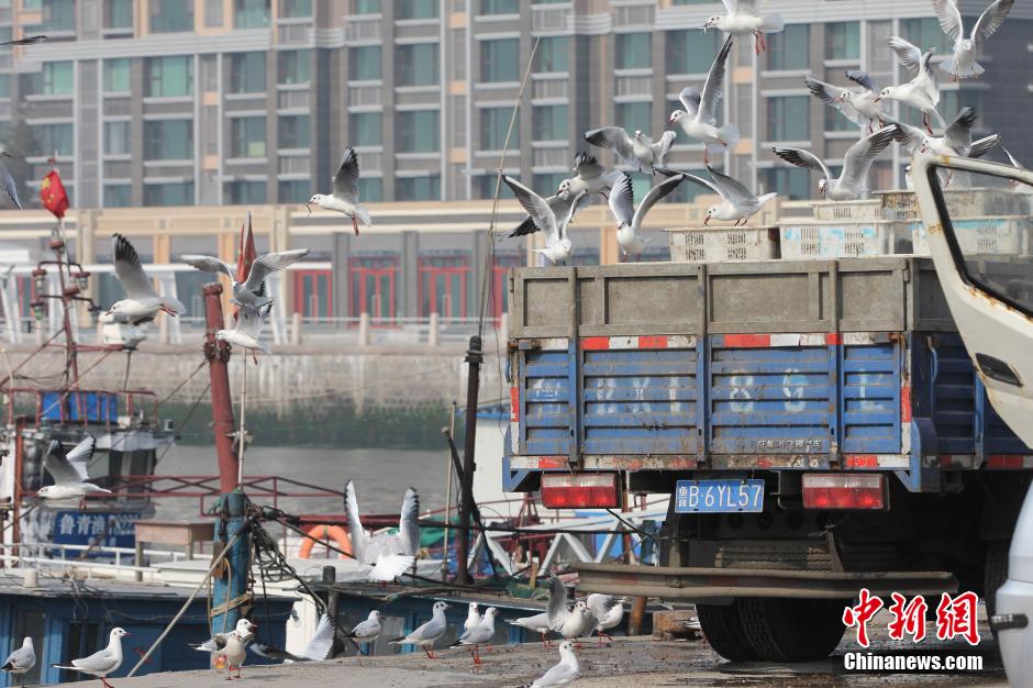 Insolite : le port de Qingdao et ses mouettes voleuses