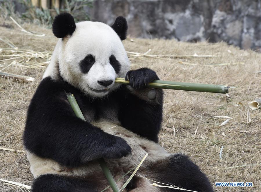 Les pandas géants Yuan Xin et Hua Ni sur le départ vers la Corée du Sud