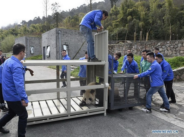 Les pandas géants Yuan Xin et Hua Ni sur le départ vers la Corée du Sud