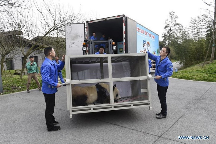 Les pandas géants Yuan Xin et Hua Ni sur le départ vers la Corée du Sud