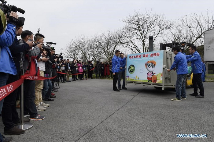 Les pandas géants Yuan Xin et Hua Ni sur le départ vers la Corée du Sud