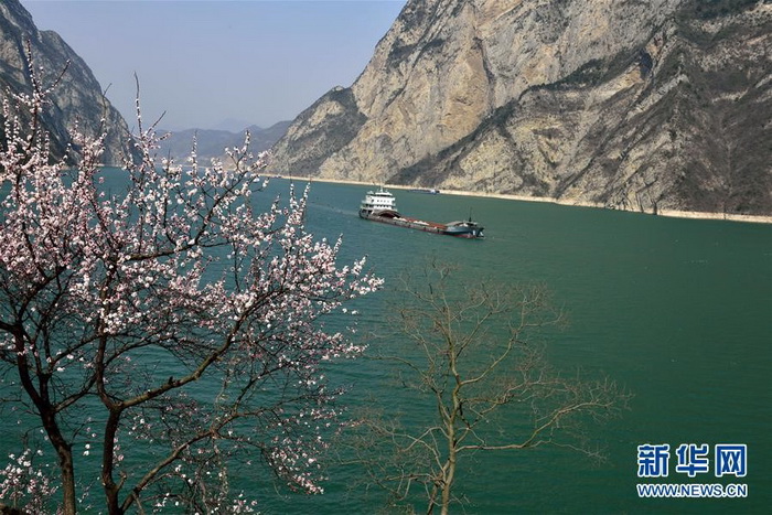 Les fleurs de printemps décorent les Trois Gorges de leurs couleurs