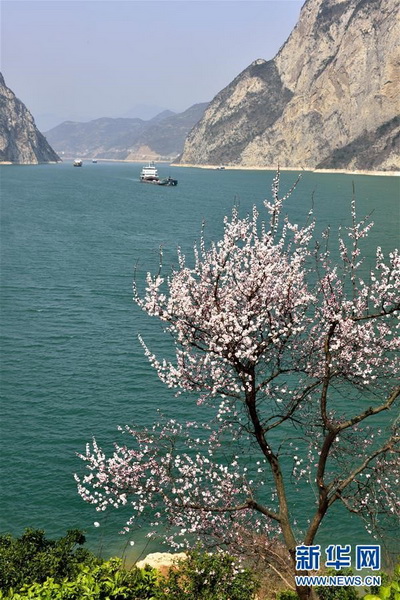 Les fleurs de printemps décorent les Trois Gorges de leurs couleurs