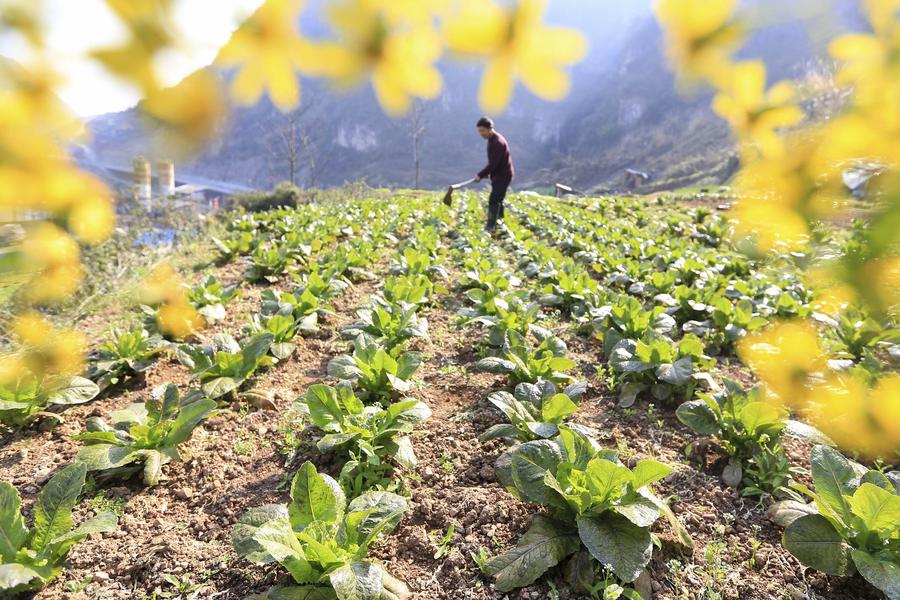 La Chine et ses couleurs printanières 