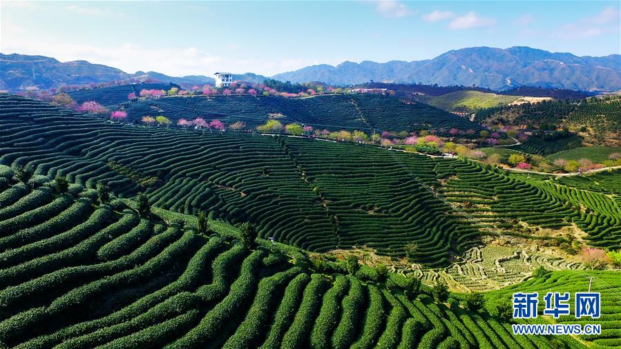 Fujian : 150 000 cerisiers en fleur dans les plantations de thé