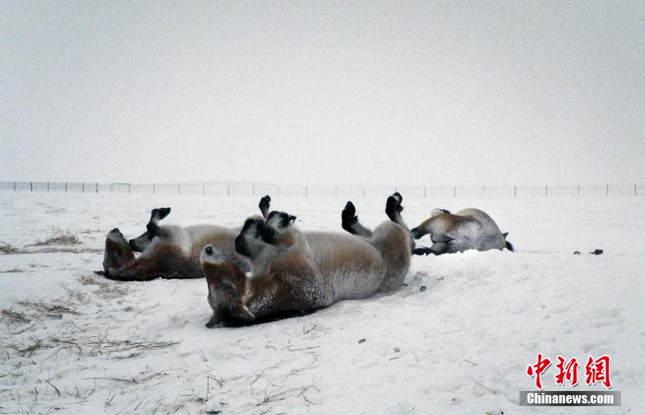 Russie : caprices de chevaux sauvages rares en hiver 