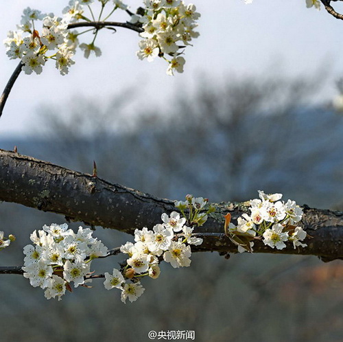 Dali: mer de fleurs de poiriers pour l'arrivée du printemps