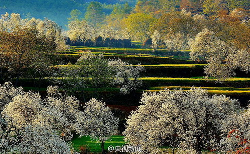 Dali: mer de fleurs de poiriers pour l'arrivée du printemps