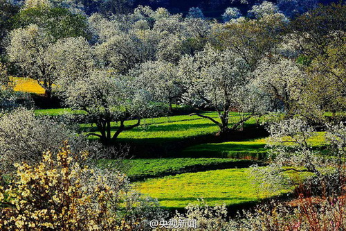 Dali: mer de fleurs de poiriers pour l'arrivée du printemps