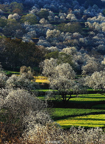 Dali: mer de fleurs de poiriers pour l'arrivée du printemps