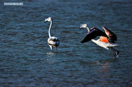 Rare apparition de flamants roses dans la section du Qinghai du Fleuve Jaune