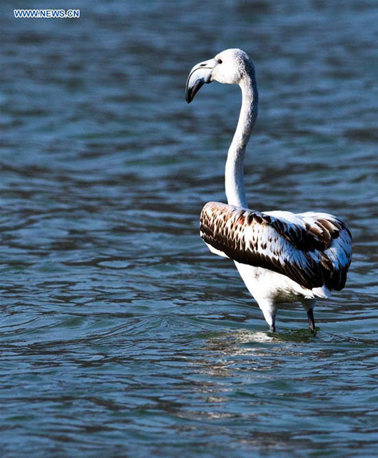 Rare apparition de flamants roses dans la section du Qinghai du Fleuve Jaune