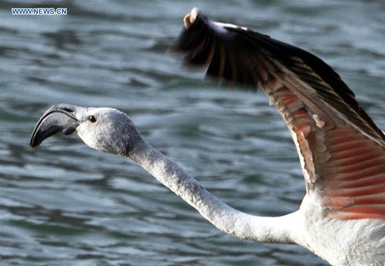 Rare apparition de flamants roses dans la section du Qinghai du Fleuve Jaune