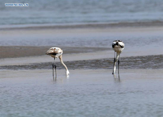 Rare apparition de flamants roses dans la section du Qinghai du Fleuve Jaune