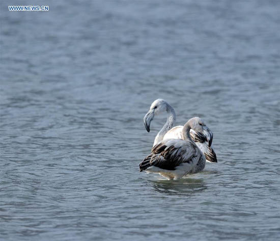 Rare apparition de flamants roses dans la section du Qinghai du Fleuve Jaune