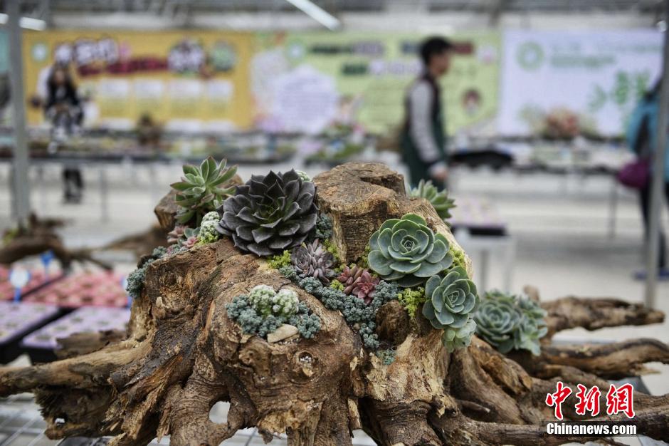 Exposition botanique sur l'?le de Hainan