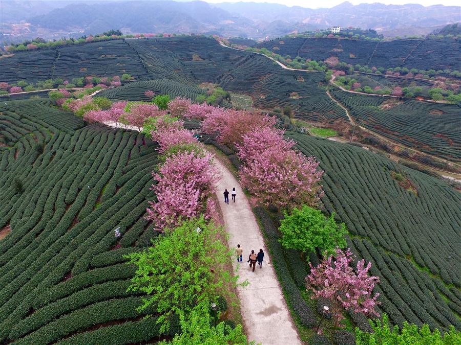 Cerisiers en fleur et jardins de thé frais dans le Fujian