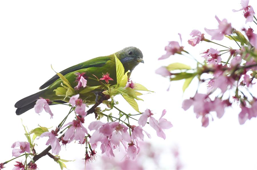 Cerisiers en fleur et jardins de thé frais dans le Fujian