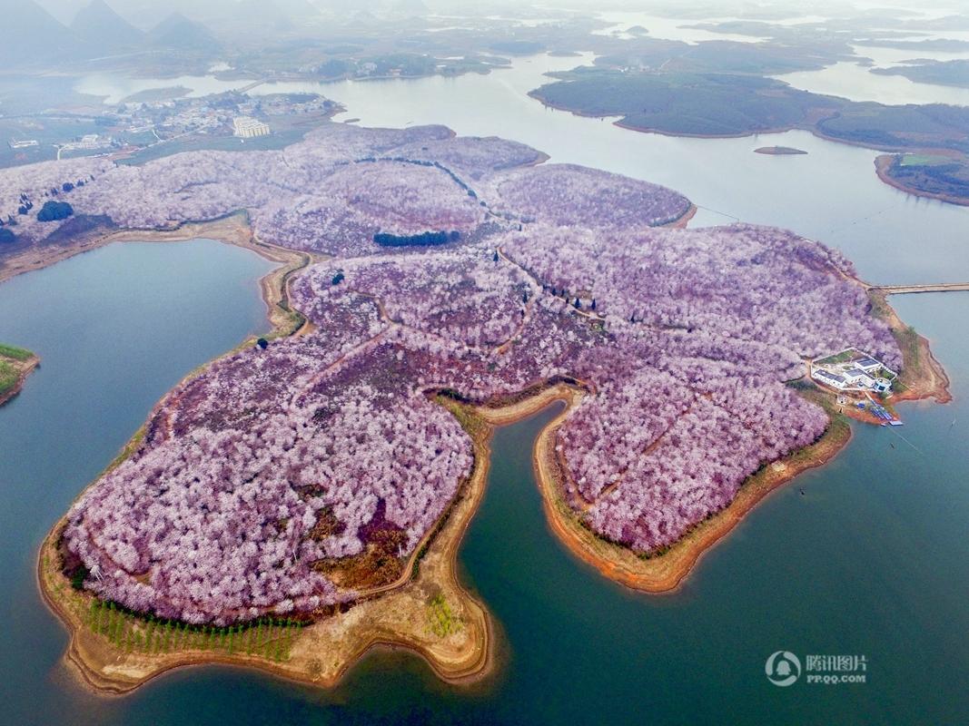 Chine : une mer de cerisiers en fleurs