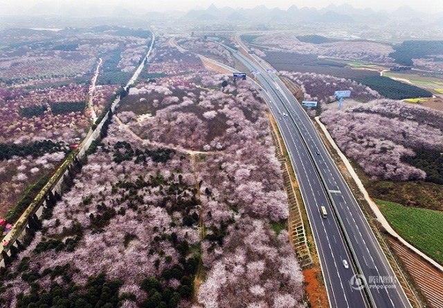 Chine : une mer de cerisiers en fleurs