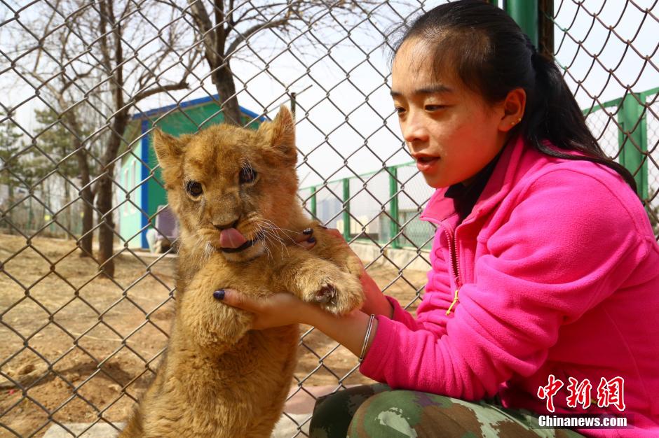 Un bébé lion africain sur le plateau tibétain