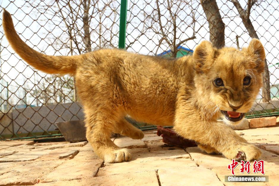 Un bébé lion africain sur le plateau tibétain