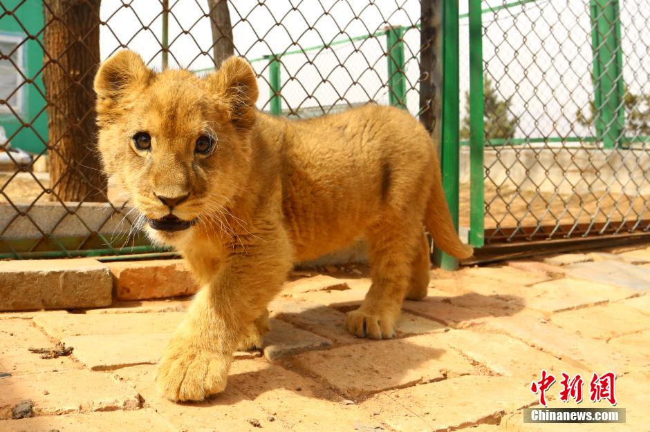 Un bébé lion africain sur le plateau tibétain