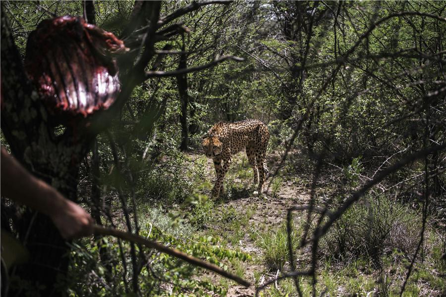 Le guépard, toujours sur la liste des espèces les plus menacées 