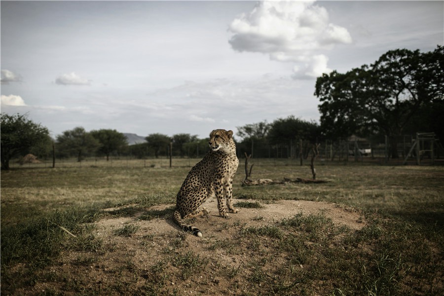 Le guépard, toujours sur la liste des espèces les plus menacées 