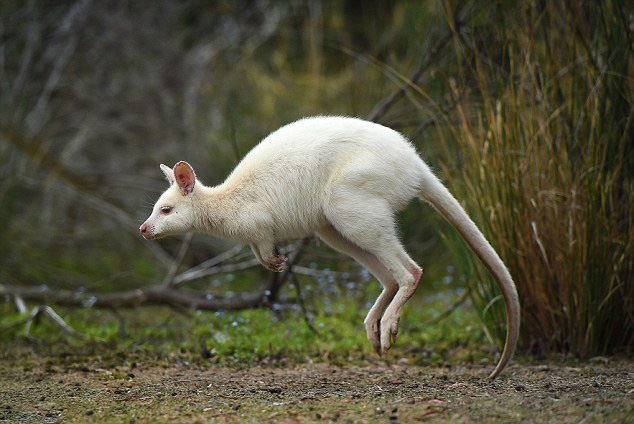 Augmentation des kangourous albinos en Australie  