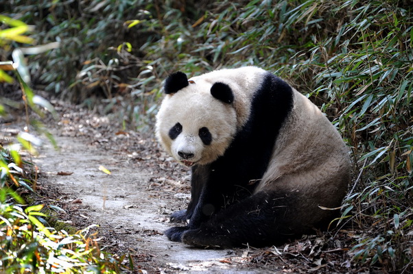 Shaanxi : une belle rencontre avec des pandas sauvages