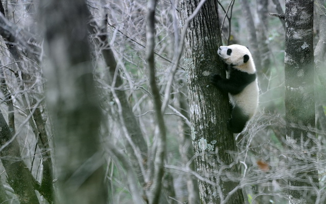 Shaanxi : une belle rencontre avec des pandas sauvages