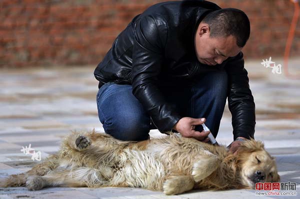 L’histoire de Wang Yan et son amour pour les chiens