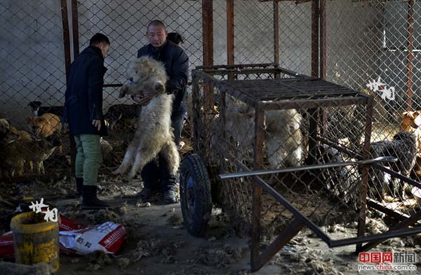 L’histoire de Wang Yan et son amour pour les chiens