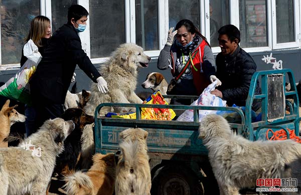 L’histoire de Wang Yan et son amour pour les chiens