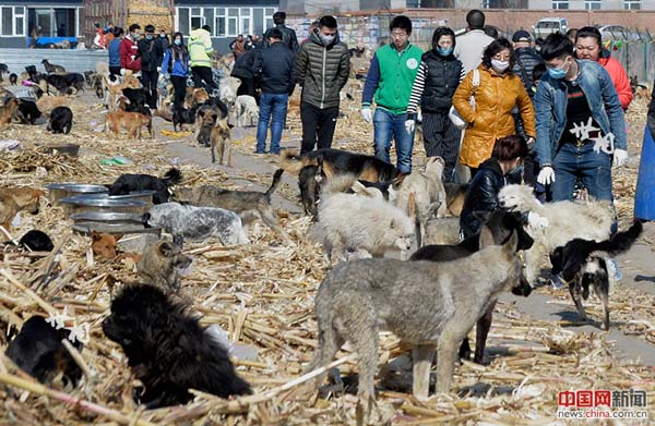 L’histoire de Wang Yan et son amour pour les chiens