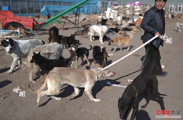 L’histoire de Wang Yan et son amour pour les chiens