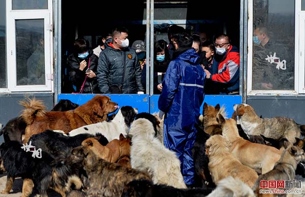 L’histoire de Wang Yan et son amour pour les chiens