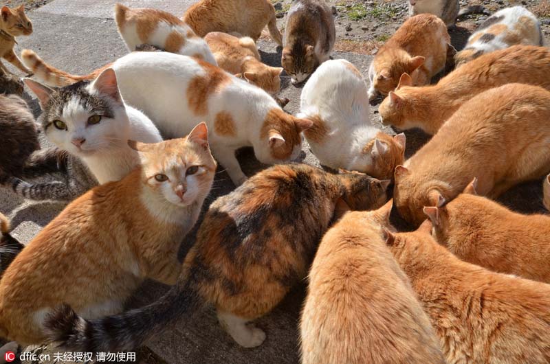 Le Japon et son ?le aux chats