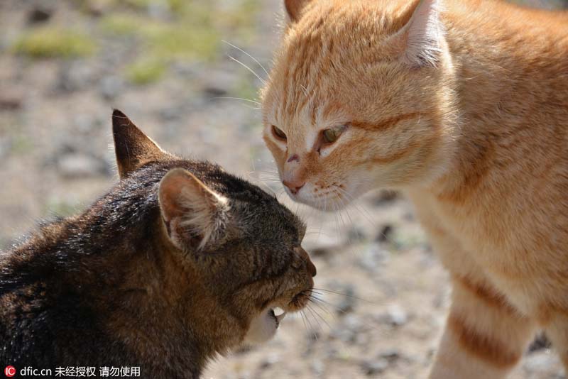 Le Japon et son ?le aux chats