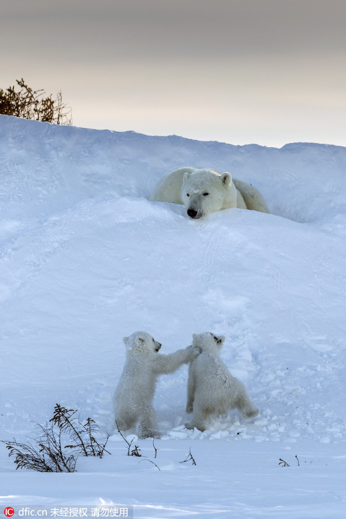 Tendres images de bébés ours polaires et de leur mère