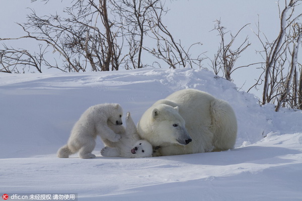 Tendres images de bébés ours polaires et de leur mère