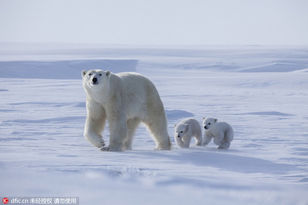 Tendres images de bébés ours polaires et de leur mère