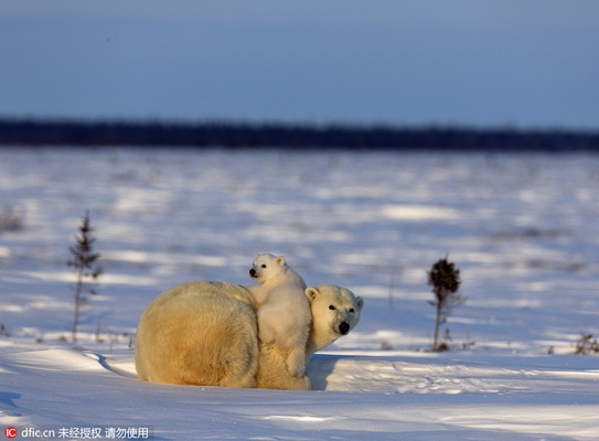 Tendres images de bébés ours polaires et de leur mère