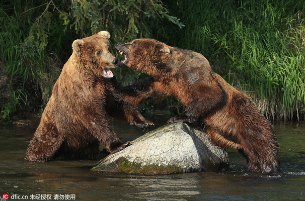 Les ours bruns à la pêche !