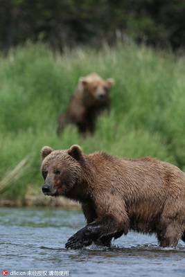 Les ours bruns à la pêche !