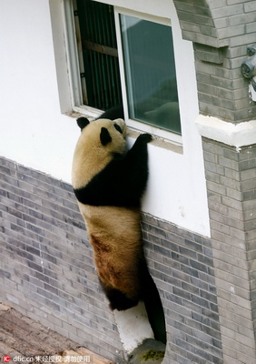 Luoyang : nouvelle vie et pratique du Kung-fu, pour nos deux amis pandas 