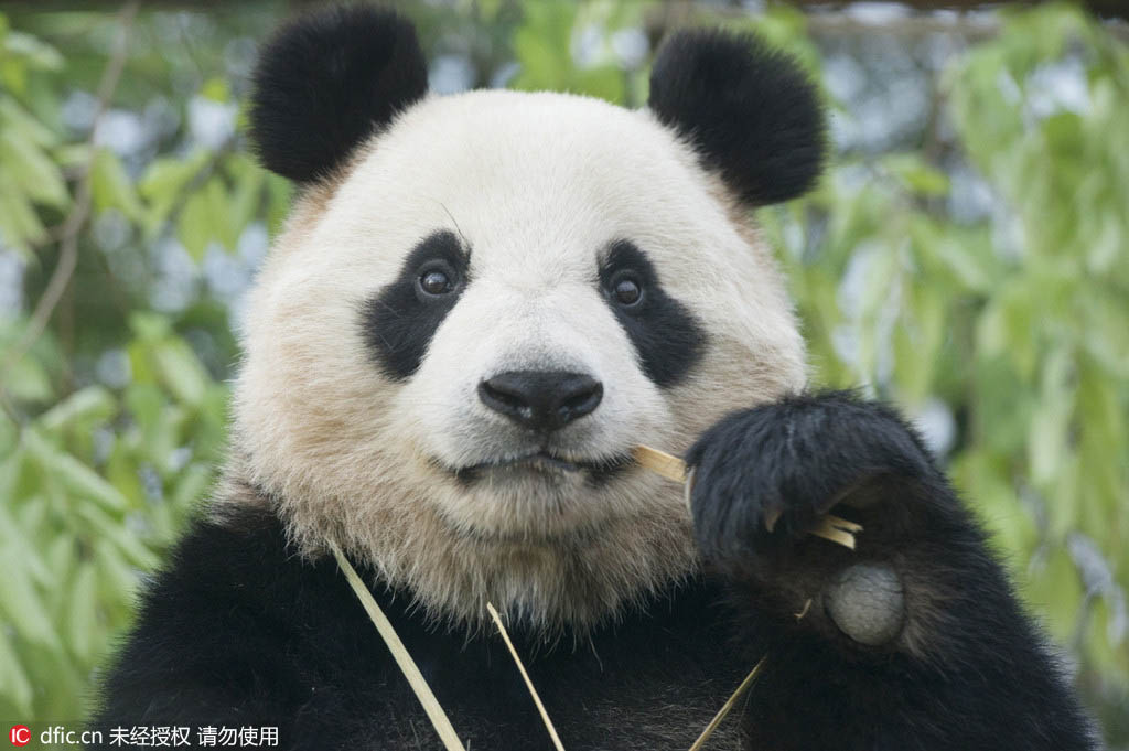 Les pandas offerts par la Chine à la Corée du Sud bient?t présentés au public