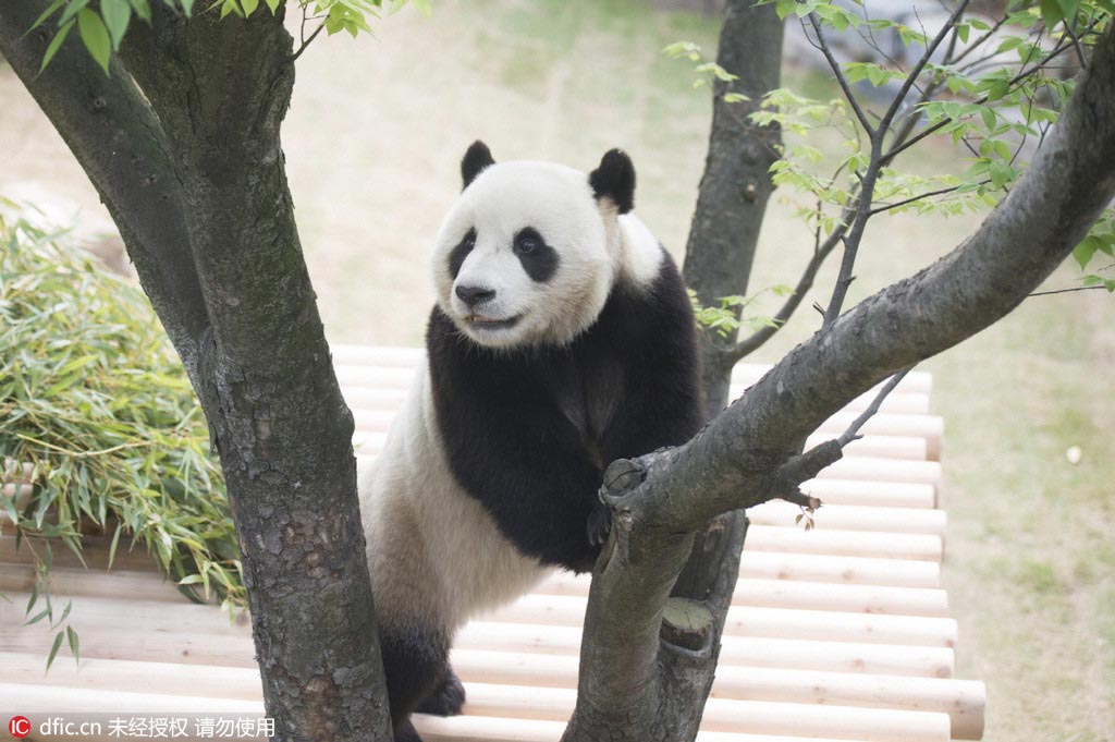 Les pandas offerts par la Chine à la Corée du Sud bient?t présentés au public